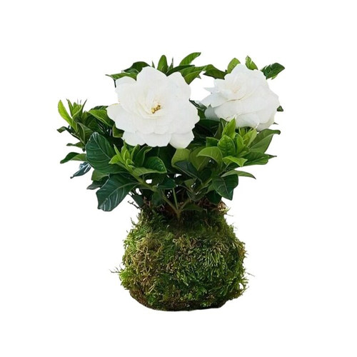 栀子花苔藓球开花带花苞水培绿植盆栽室内客厅桌面摆件花期花盆