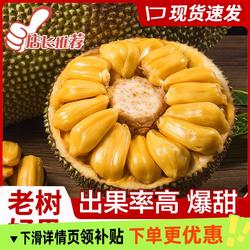 海南菠萝蜜1个 净重15-20斤