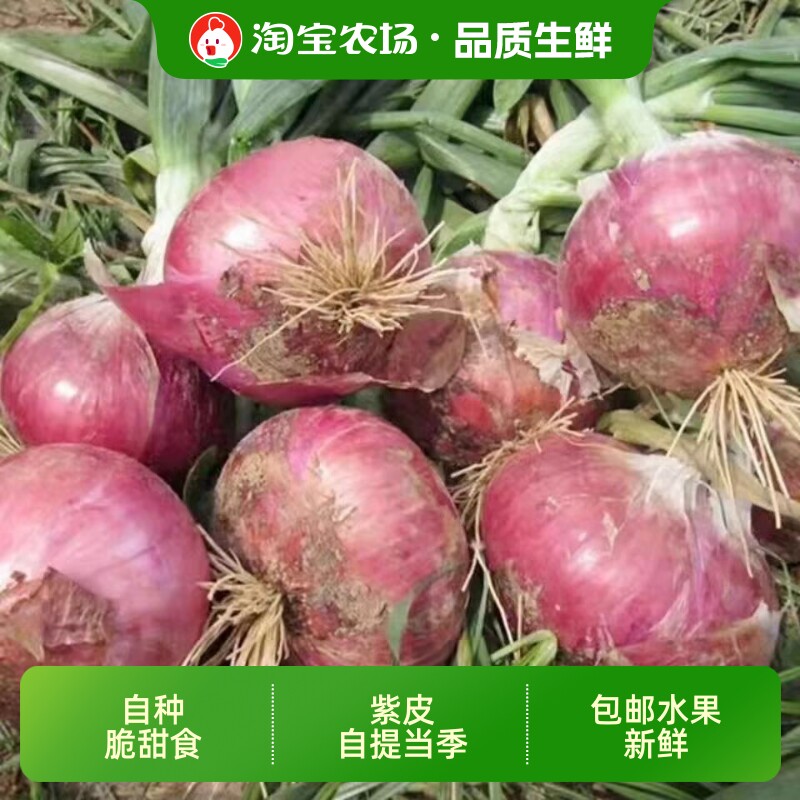 洋葱抢9斤26年农家包邮水果新鲜紫皮自提当季自种脆甜食用5斤农场
