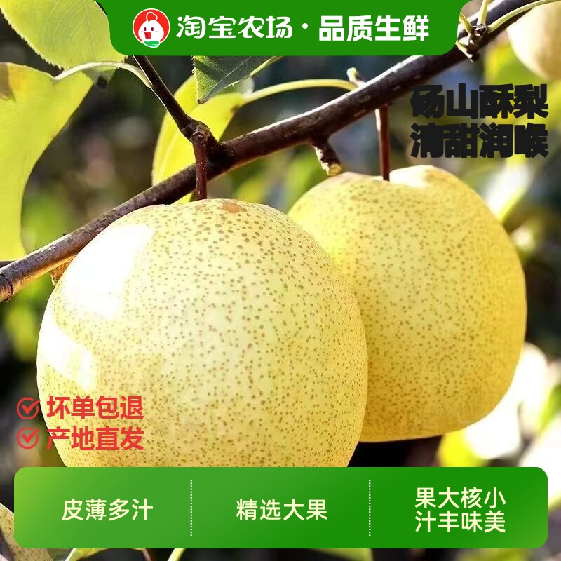 正宗安徽砀山酥梨新鲜现摘梨子皮薄多汁当季水果整箱包邮农场直发