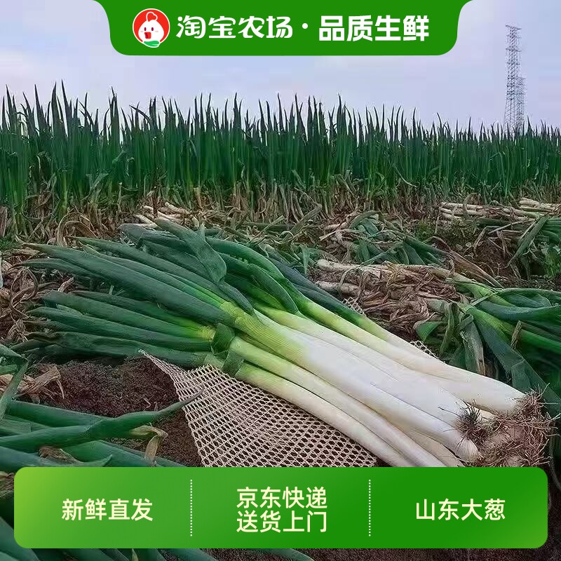山东章丘大葱新鲜铁杆蘸酱嫩葱特级甜葱批发东北特产整箱京东包邮