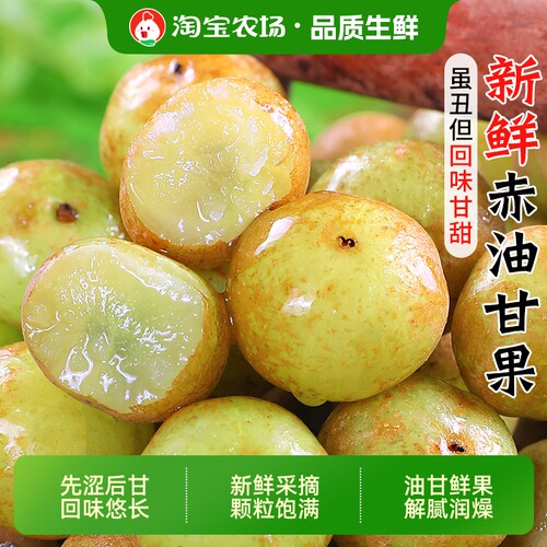 油甘果新鲜采摘青油甘果甘甜包邮