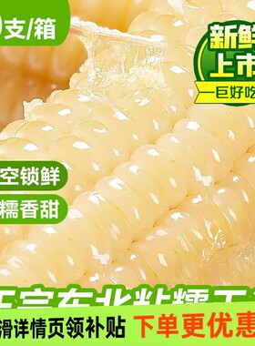 正宗东北白糯甜粘玉米棒软糯拉丝真空袋装加热即食粗粮代餐早餐