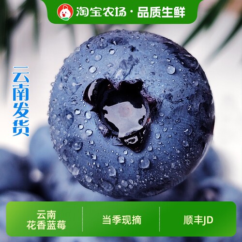云南澄江花香脆甜蓝莓