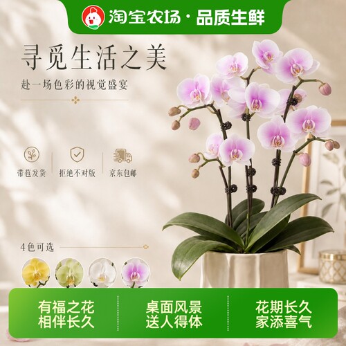 蝴蝶兰带苞包邮好养花卉绿植