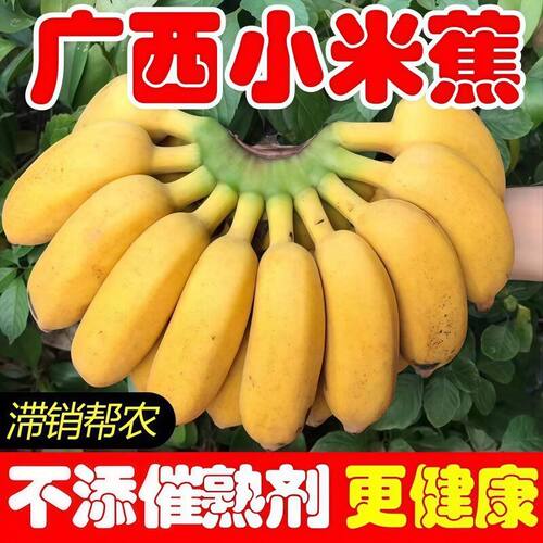 正宗广西小米蕉苹果蕉香蕉9斤新鲜水果整箱当季鲜自然熟粉蕉包邮