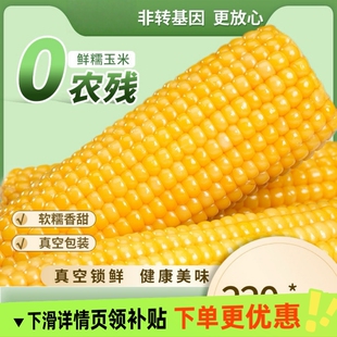 正宗东北新鲜黄糯玉米软糯拉丝独立真空包装寒地黑土一年一季