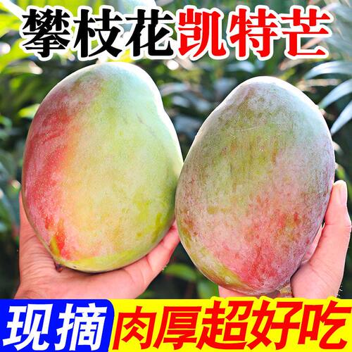宗攀枝花芒果水果凯特大甜新鲜当季现摘多规格自提配送