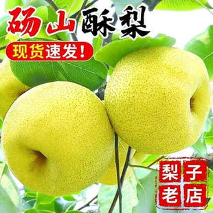 新鲜梨子水果产地直发 正宗砀山酥梨应季