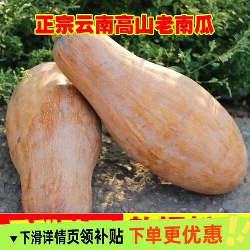 云南老南瓜高原蜜本瓜长南瓜清甜农家现摘原产地直供非贝贝小南瓜