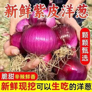2026新鲜紫皮洋葱农家现挖产地生吃蔬菜红皮水果葱头9斤脆甜生鲜