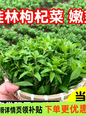 新鲜枸杞菜叶嫩芽头芽当天摘顺丰