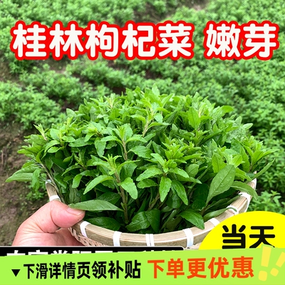 新鲜枸杞菜叶嫩芽头芽当天摘顺丰