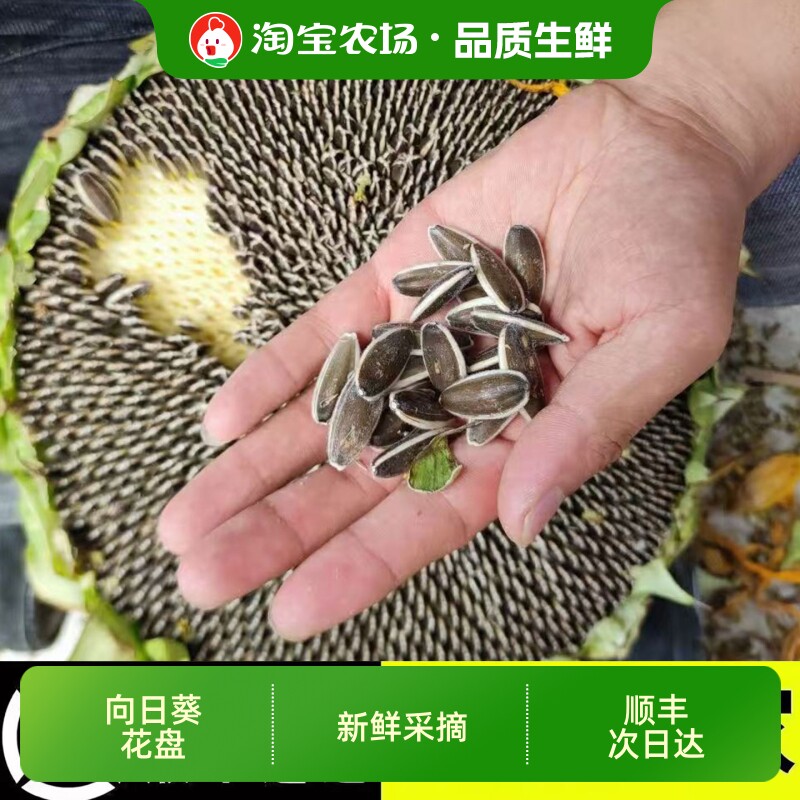 向日葵花盘2026年新货现摘新鲜带籽葵盘带生瓜子原味湿葵花籽盘