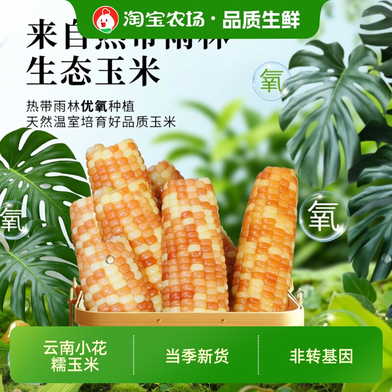 高山美物花糯小玉米真空包装非转基因西双版纳香糯糯玉米香甜早餐