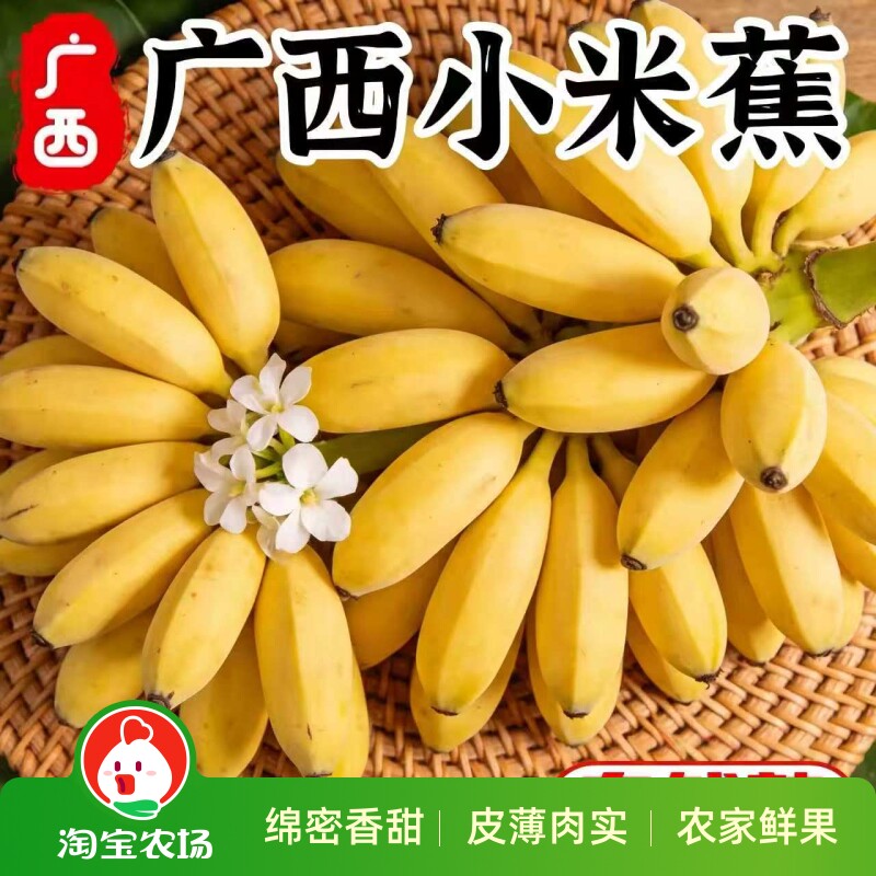 广西南宁小米蕉应季原生鲜果清甜细腻皮薄肉实原生态栽培软米蕉