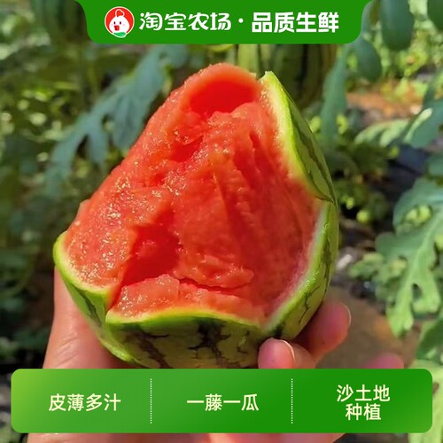 甘肃沙漠种植手剥2k小西瓜