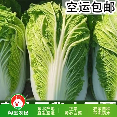 发空运东北黄心大白菜农家自种蔬菜新鲜叶菜自然火锅配菜包菜酸菜