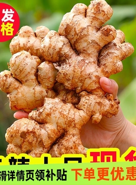 正宗云南小黄姜新鲜罗平生姜老姜本地黄姜现挖月子姜干姜土姜沙姜