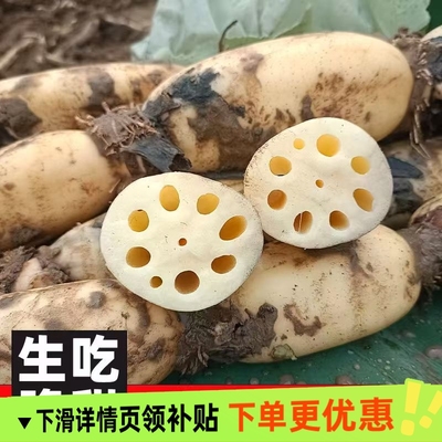 洪湖脆藕5斤新鲜莲藕洪湖特产不漂白莲藕清炒应季鲜蔬菜现挖健康