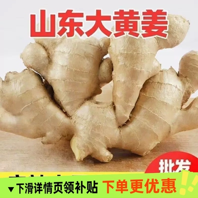 生姜老姜山东大姜大黄姜风干姜优质姜新鲜现挖大块批发当季食用