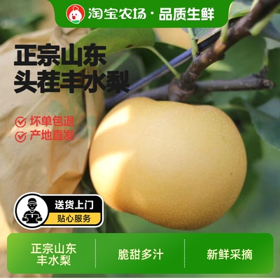 山东丰水梨当季现摘脆甜爽口汁