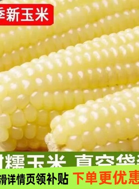 2025年头茬东北白糯玉米甜糯粘玉米真空装非转基因黏苞米粗粮代餐