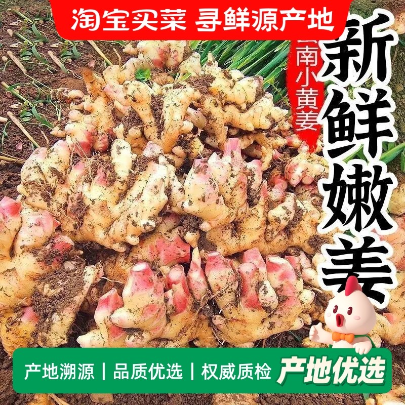 云南小黄姜红芽嫩姜现挖新鲜鲜泡仔姜生姜农家香辣泡醋姜2025新姜