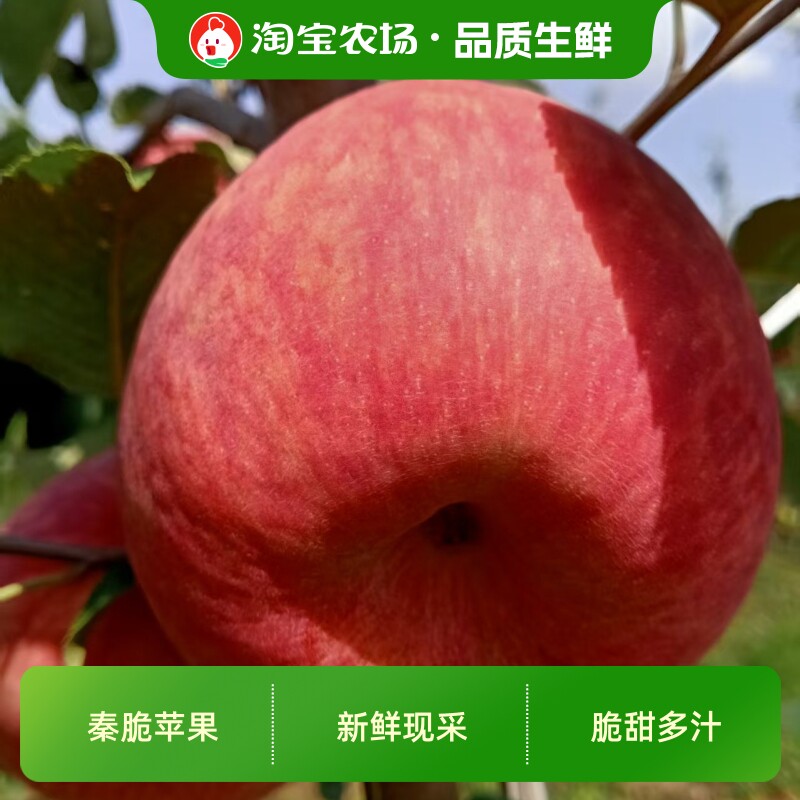 26年秦脆苹果应季时令鲜果脆甜多汁无添加不打蜡自家果园新鲜农场