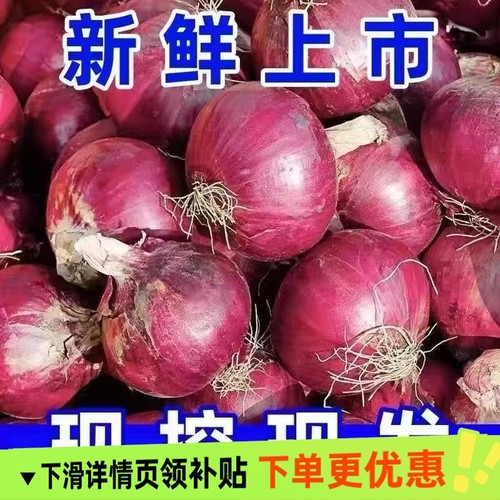 2025紫皮洋葱当季果蔬生吃洋葱农场直发现挖现发