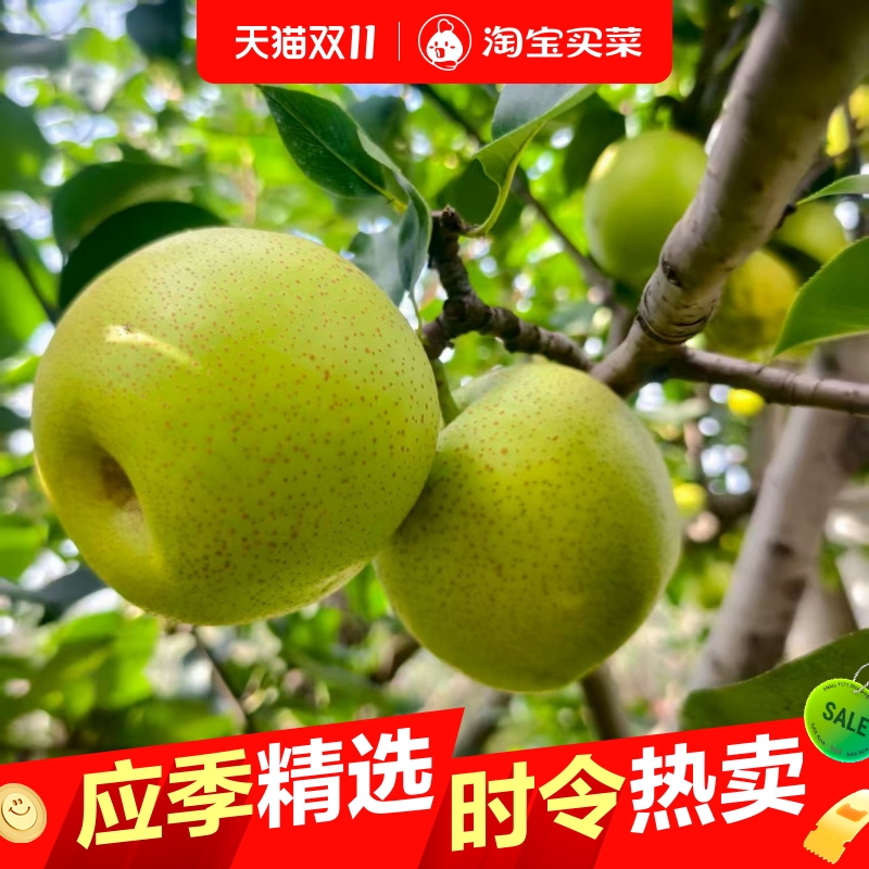 砀山青皮梨皇冠梨薄皮梨子当季新鲜水果苹果梨批发一整箱