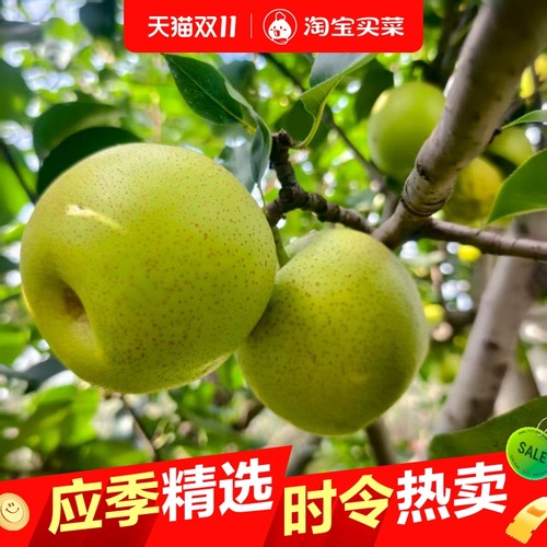 砀山青皮梨皇冠梨薄皮梨子当季新鲜水果苹果梨批发一整箱