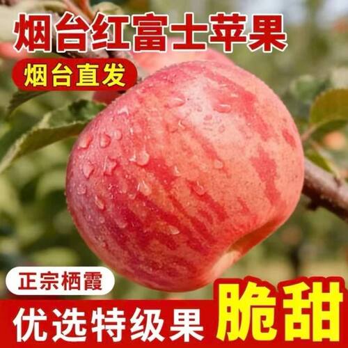 栖霞红富士苹果当季新鲜水果产地脆甜包邮一整箱丑现摘送货直供