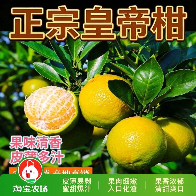 皇帝柑果肉温润当季柑橘广东产地直发应季鲜果新鲜橘子保存清香