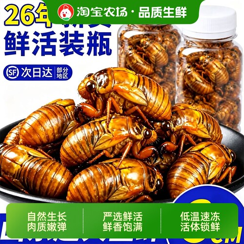 野生大号金蝉知了猴新鲜冷冻爬叉猴结了龟冷链包邮鲜活食用现抓