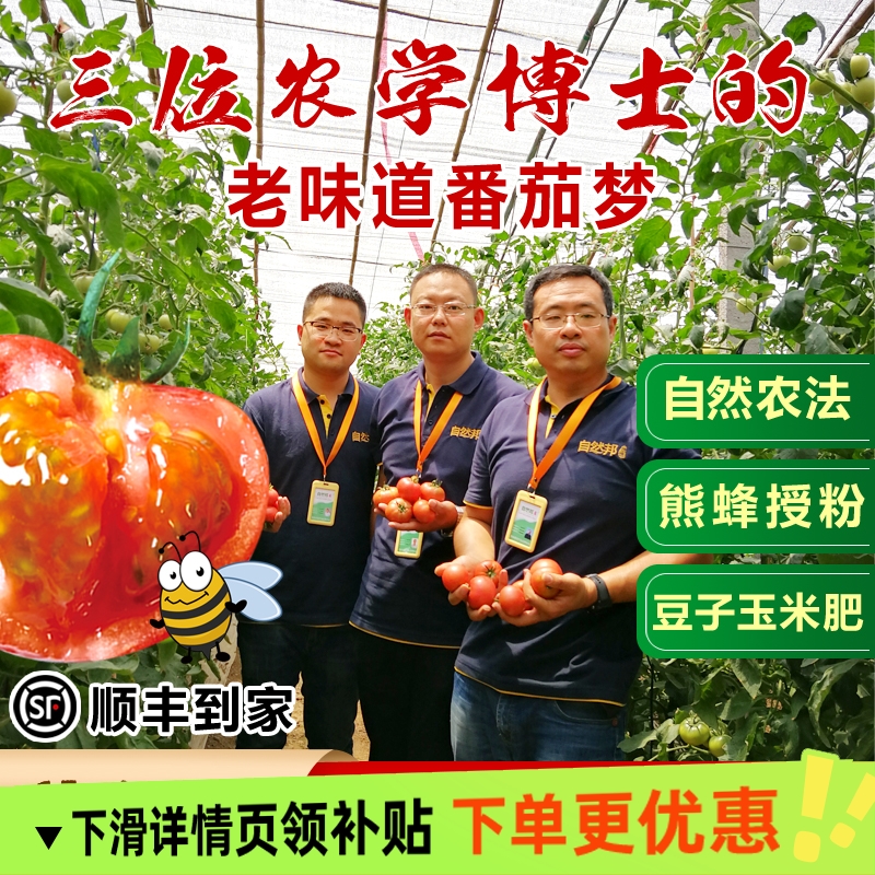 黄金籽西红柿4.8-5斤新鲜自然熟老品种水果非普罗旺斯番茄