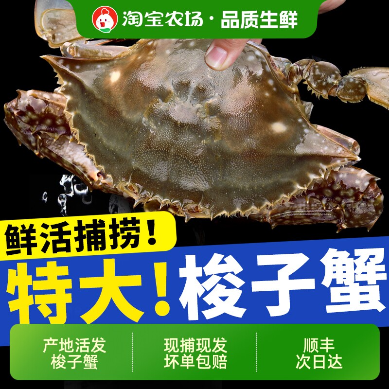 鲜活梭子蟹螃蟹新鲜野生飞蟹特大公蟹海蟹海鲜水产顺丰不保活冷冻