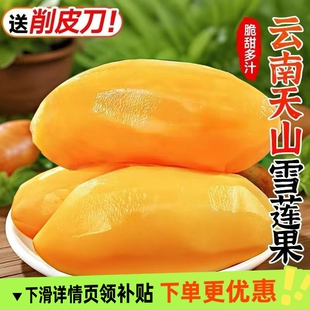 云南天山雪莲果新鲜水果当季 现挖脆甜红心黄心雪连果孕妇水果