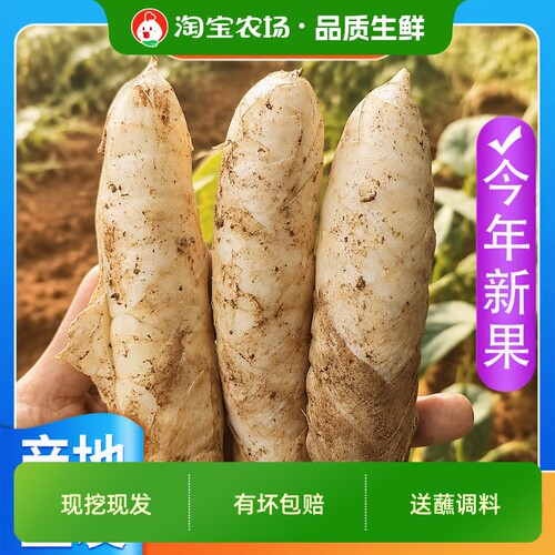 广东茂名竹薯新鲜无渣2026现挖竹芋带皮冬粉薯湛江凉粉薯火锅食材