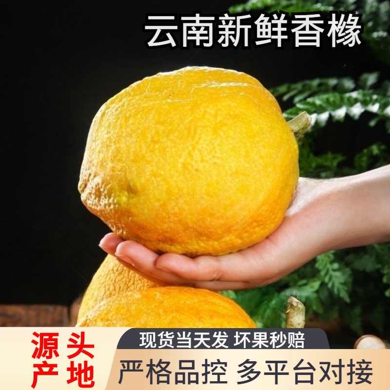 云南高山香橼果新鲜水果当季摘闻香摆件供观赏香怡人,水产肉类/新鲜蔬果/熟食,水果礼盒/水果组合,淘宝优惠券,粉丝福利购,淘宝优惠卷