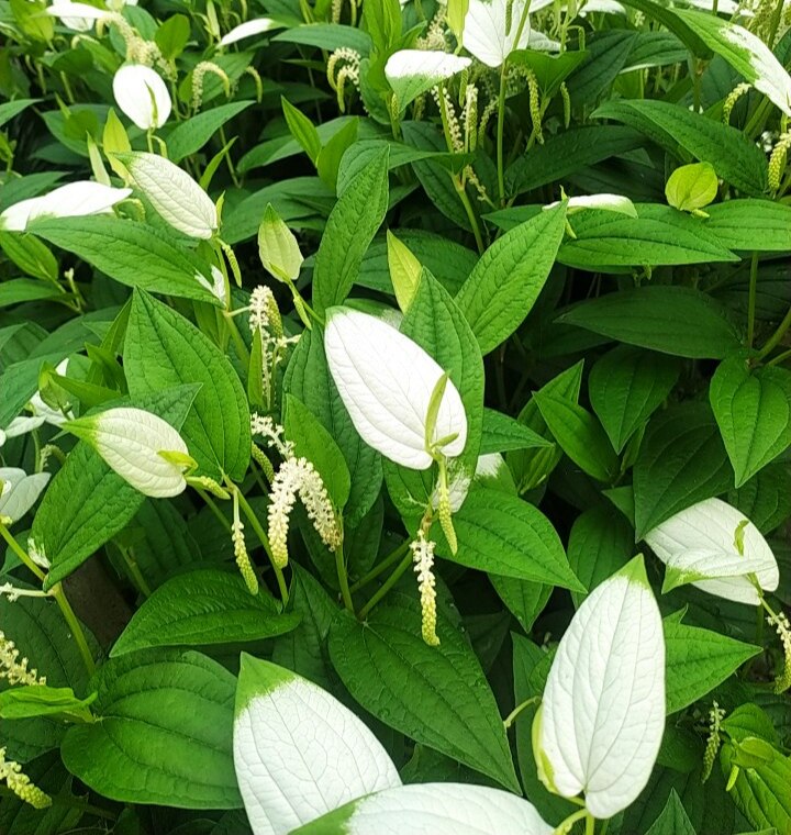 野生新鲜三百草野生天性草根三白草根白莲藕苗一白二百