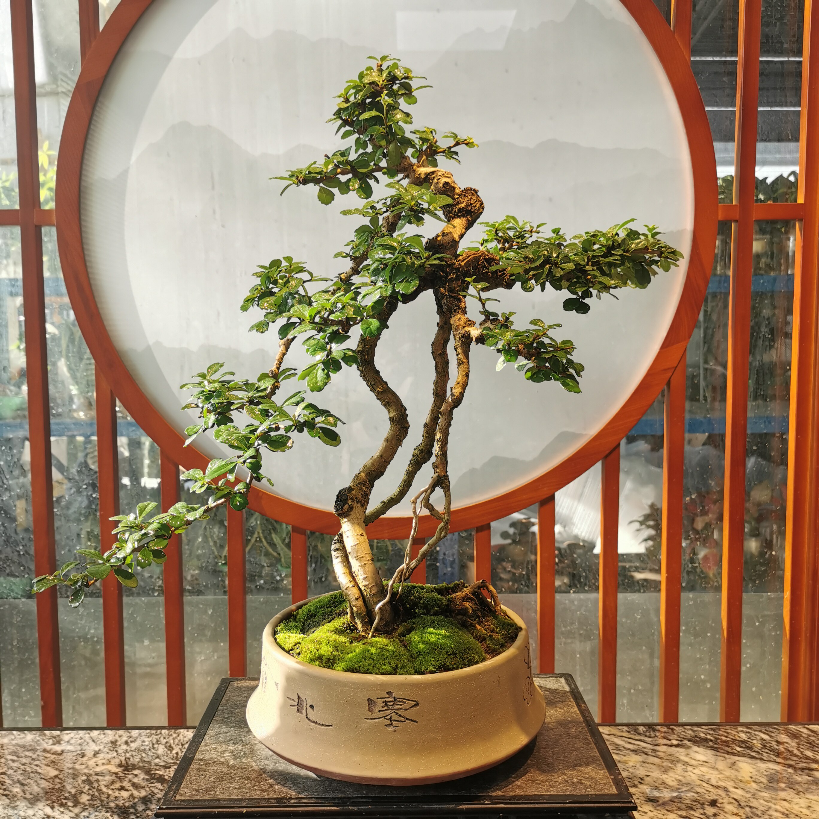 【芯头肉】高提根老桩福建茶盆景客厅办公桌阳台庭院绿植四季常青