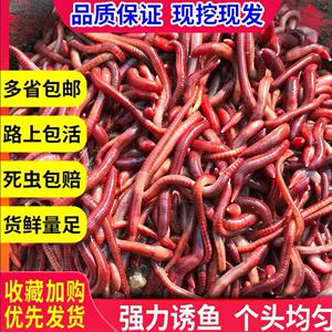 蚯蚓活饵大号包邮散装盒装红蚯蚓饵料蚯蚓鱼饵钓鱼 大平二号种苗