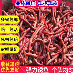 蚯蚓活饵大号包邮散装盒装红蚯蚓饵料蚯蚓鱼饵钓鱼 大平二号种苗