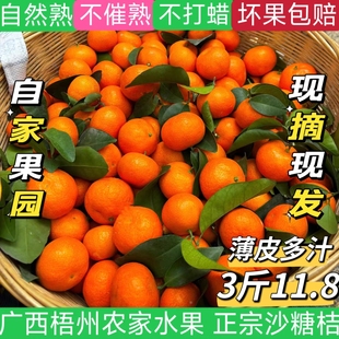 广西梧州正宗沙糖桔自家果园纯甜多汁新鲜砂糖橘当季 水果净重整箱