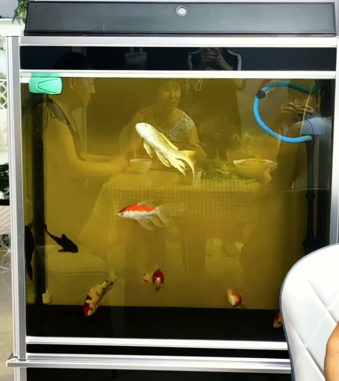 관상어 질병 상담 금붕어 질병 예방 및 치료 상담 어류 의사 실습 수생 생물 및 동물 보호