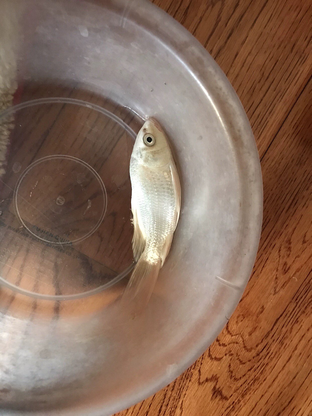 관상어 질병 상담 금붕어 질병 예방 및 치료 상담 어류 의사 실습 수생 생물 및 동물 보호