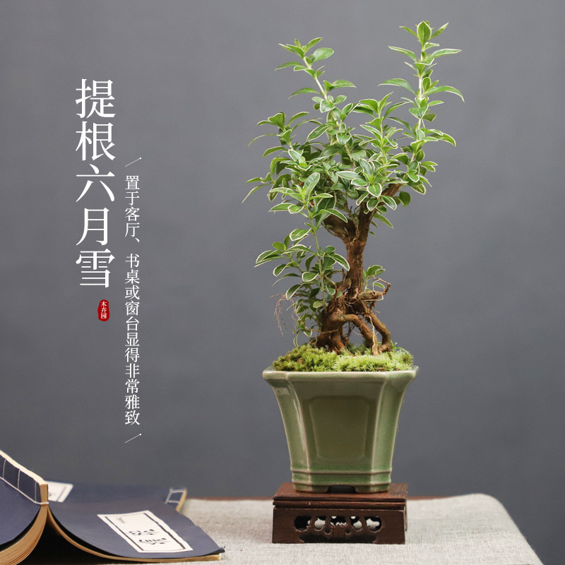 金边六月雪盆栽附石提根老桩盆景悬崖造型迷你绿植室内办公室植物