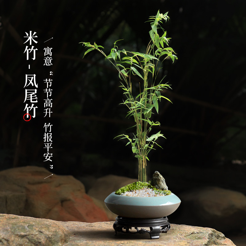 米竹办公室盆栽小型凤尾竹盆景庭院室内桌面绿植微型竹子苗观赏竹