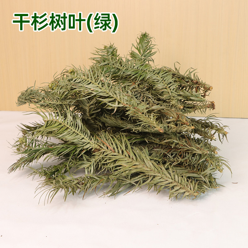 贵州杉树叶树枝树皮现摘当季晒干